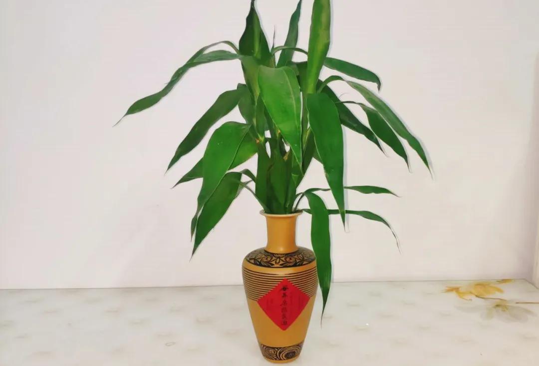 谷养康酒可以长期存放吗,谷养康酒瓶有什么用