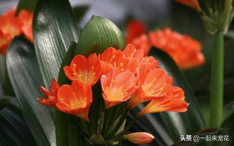 君子兰冬天养护方法及注意事项,君子兰受冻叶子蔫了