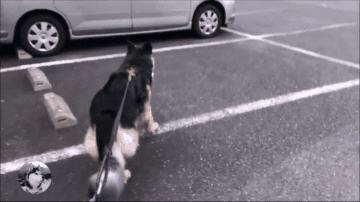 德牧兄弟最新视频,德牧狗5岁了