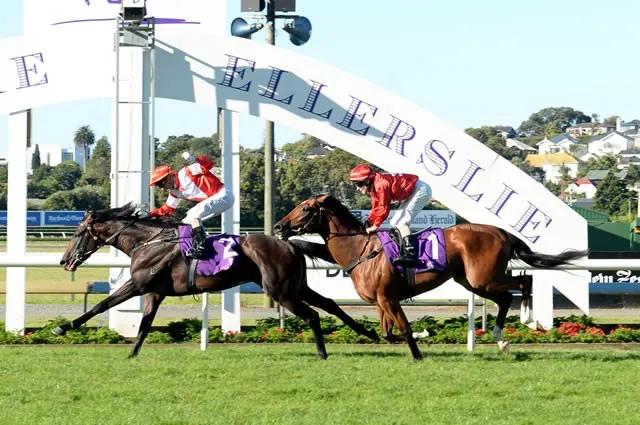 今天是新西兰打吡赛马日，内蒙古莱德马业“蒙古可汗”曾是冠军