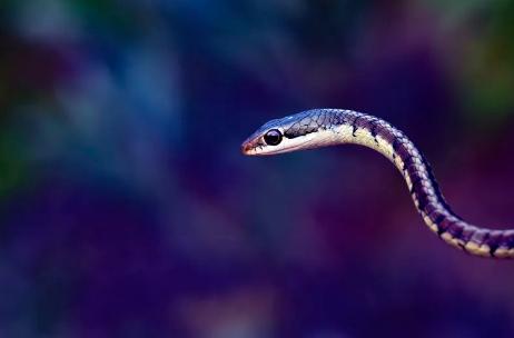 农村老人说不能杀蛇，难道说报纸上关于蛇报复人的报道，是真的？