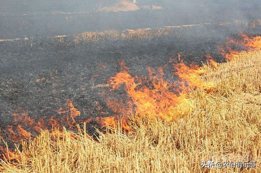 烧秸秆禁令原视频,秸秆禁烧禁抛的通告