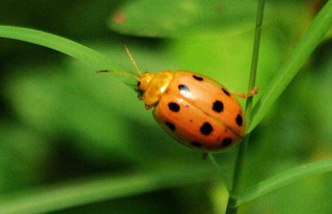 瓢虫是甲虫吗,瓢虫与甲虫形态的主要区别