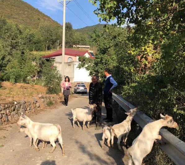 保康:大柳树下的“扶贫故事”