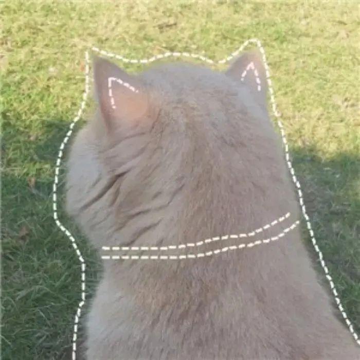 解答宠物问题,关于宠物的问题和答案大全