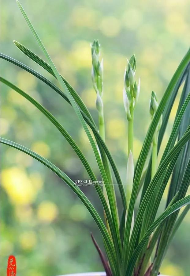 蕙兰素心图片大全欣赏,蕙兰荷形素心图片