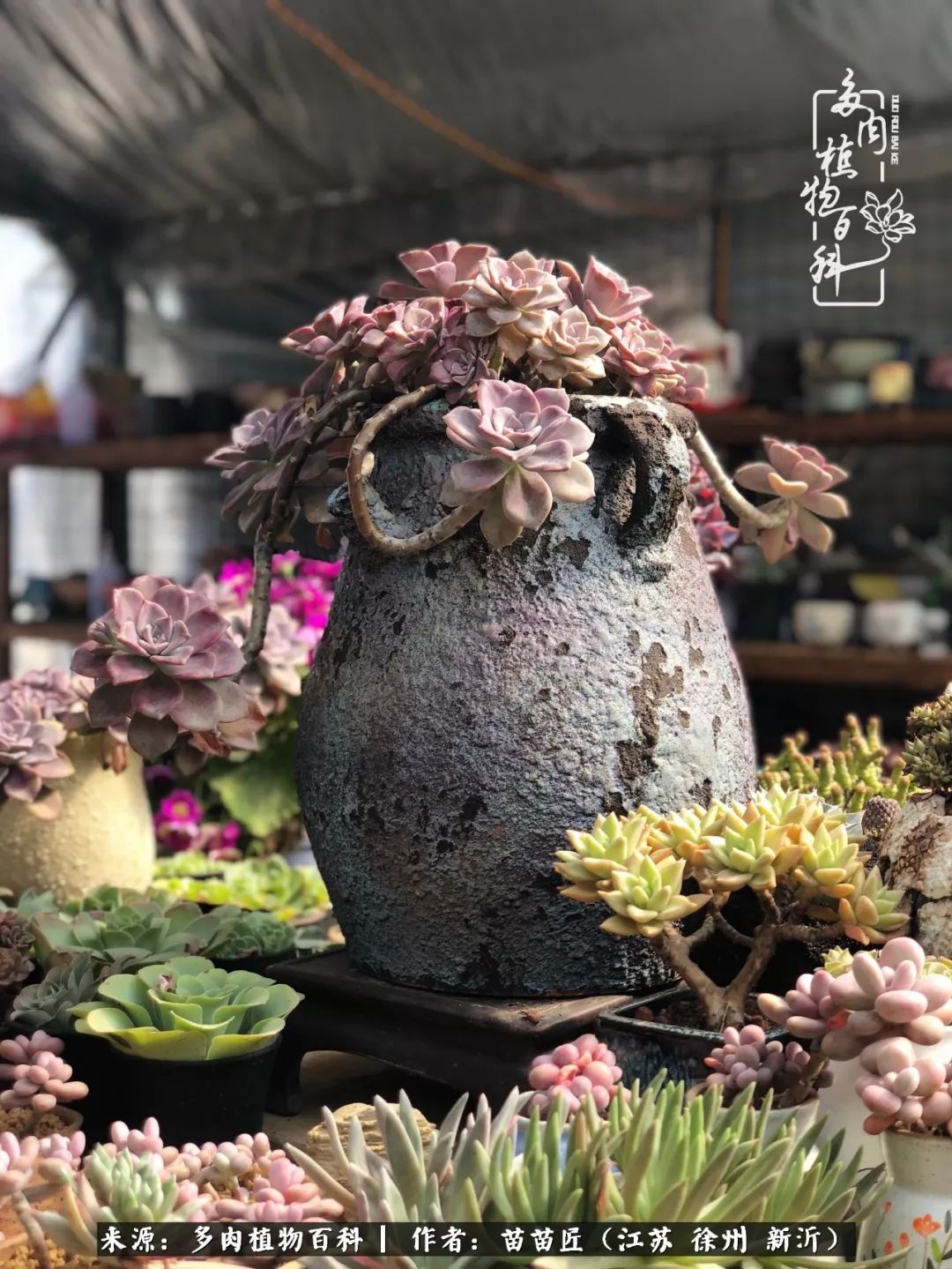 多肉之江湖：众肉友们，修仙渡劫几何了？