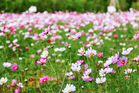 彭山网红打卡地南巷街,成都红枫岭网红打卡地