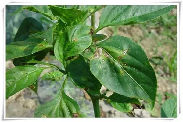 辣椒病害图谱大全大图,辣椒病害大全图片及防治方法