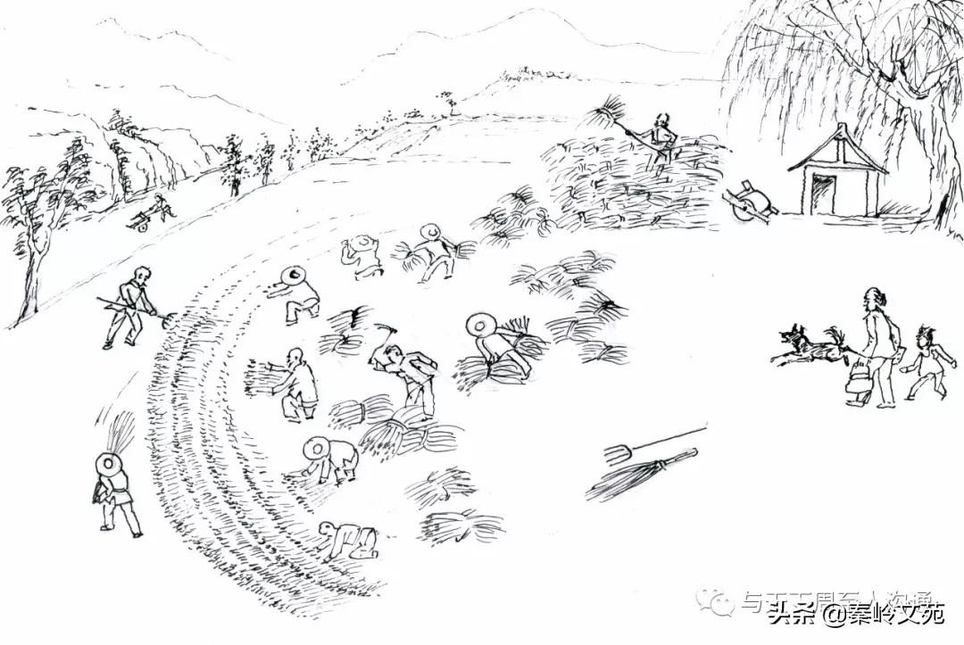 赵科第:乡村记事——收麦那些事儿