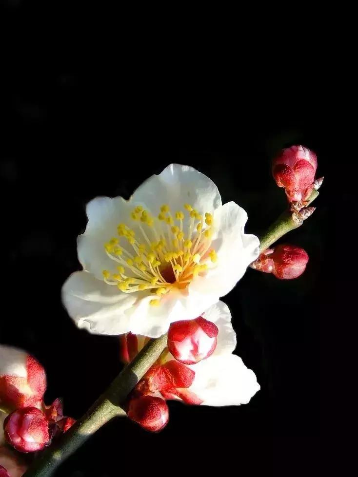 手机也能拍出黑背景，在家就能拍出摄影棚的感觉