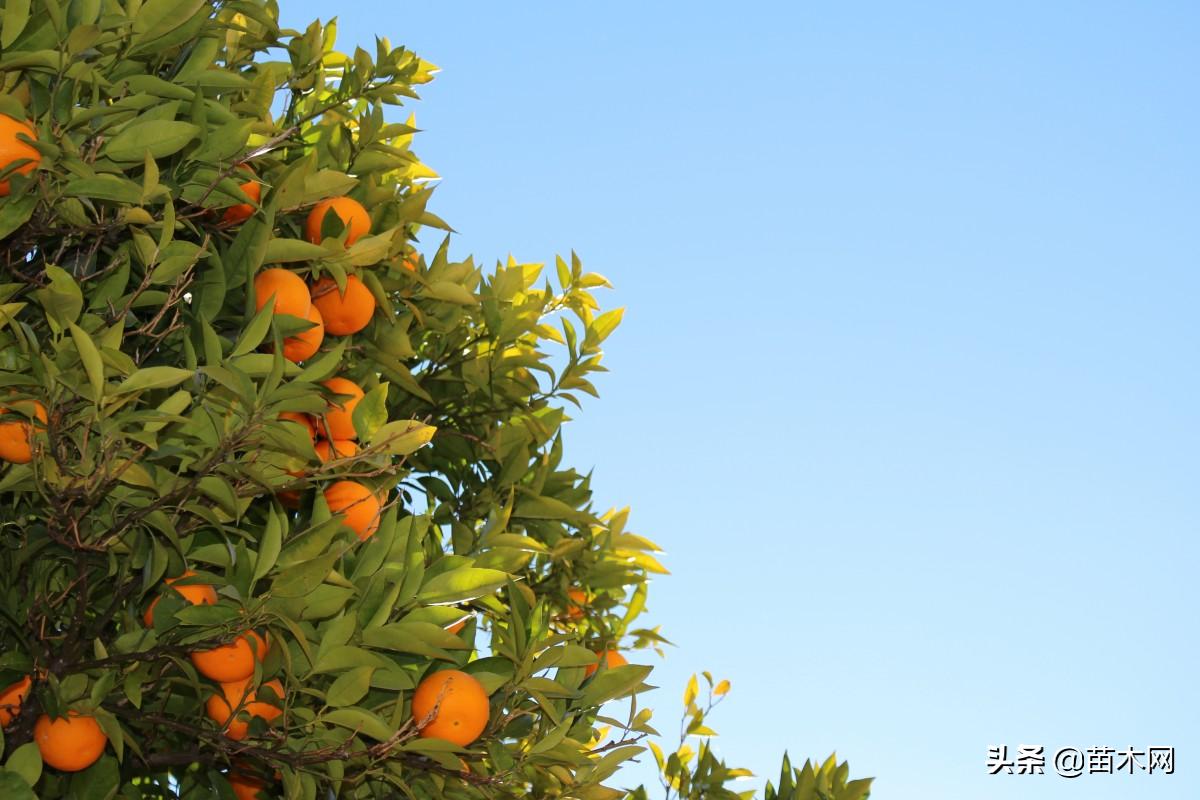 网上苗木采购会已进入白热化阶段