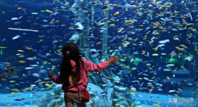 重庆某海洋公园半夜现神秘“驴叫”竟然是企鹅在叫