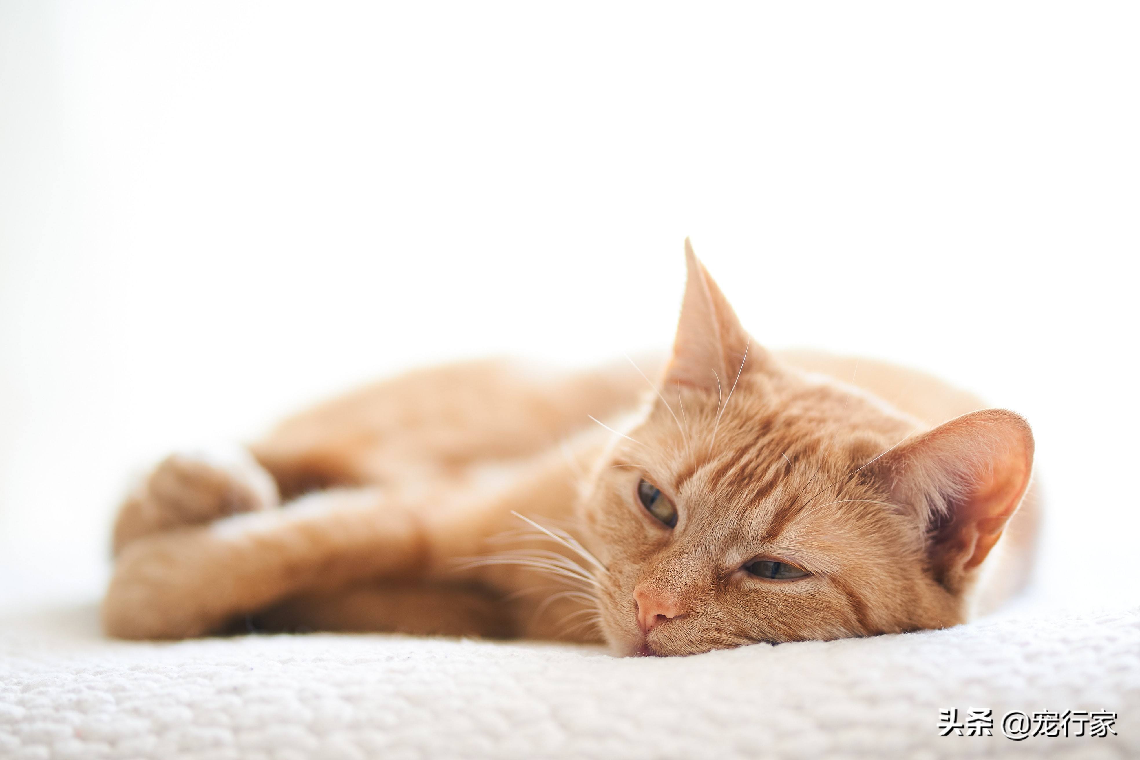 养猫家里到处猫毛怎么办,养猫后天天被猫抓咬