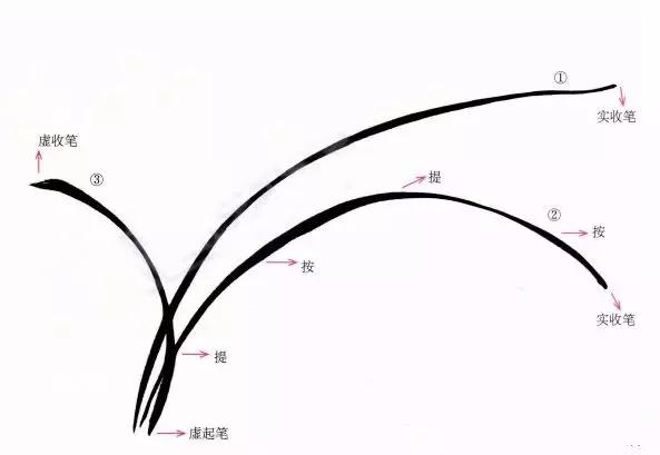 国画兰花绘画图,简单国画兰花画法教程