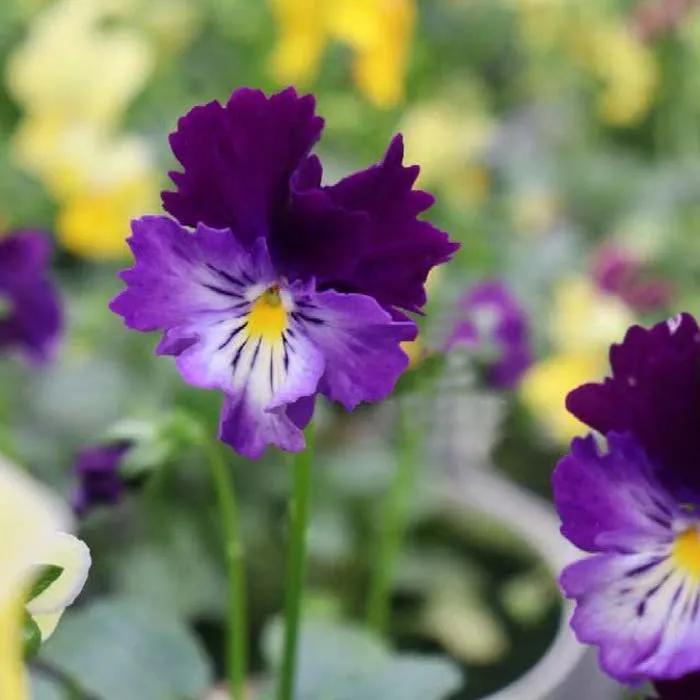 角堇和皱边角堇哪个花大,皱边角堇和穗边角堇的区别