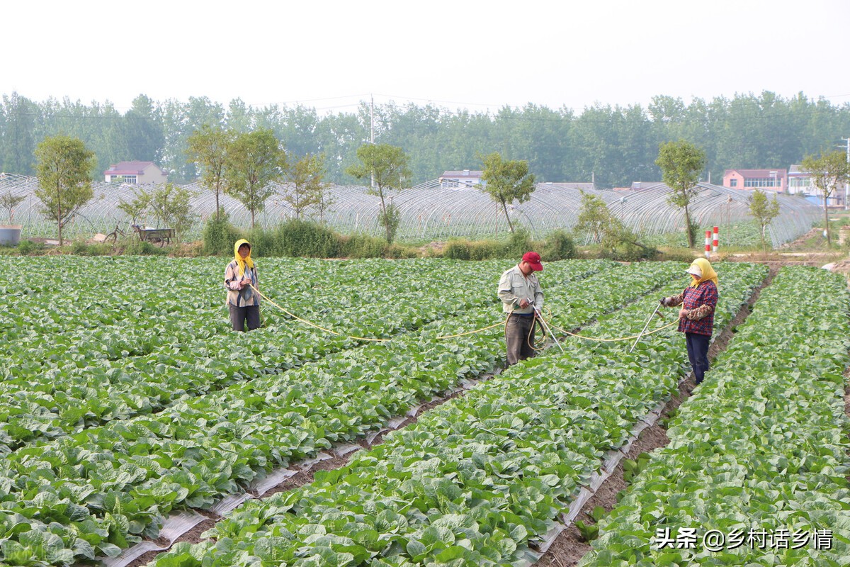 蔬菜实用种植小技巧视频,种植蔬菜最好的小技巧