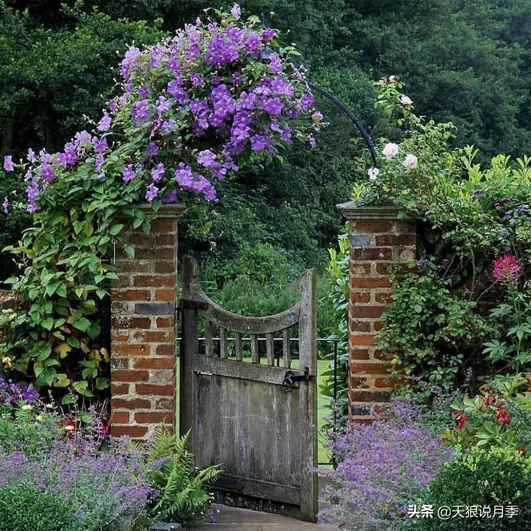 铁线莲折扣,铁线莲哪款值得入手