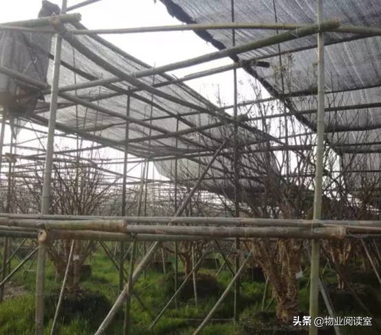 小区绿化养护一般做哪些工作,小区绿化养护需要什么资质