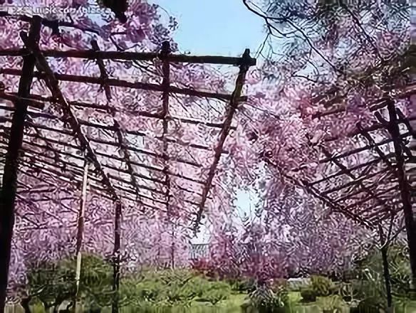 南通赏樱,江苏樱花景区介绍