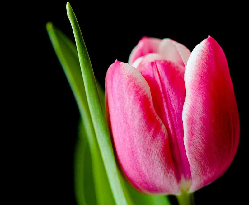 世界上最珍贵的十种玫瑰,西式婚礼用什么样鲜花