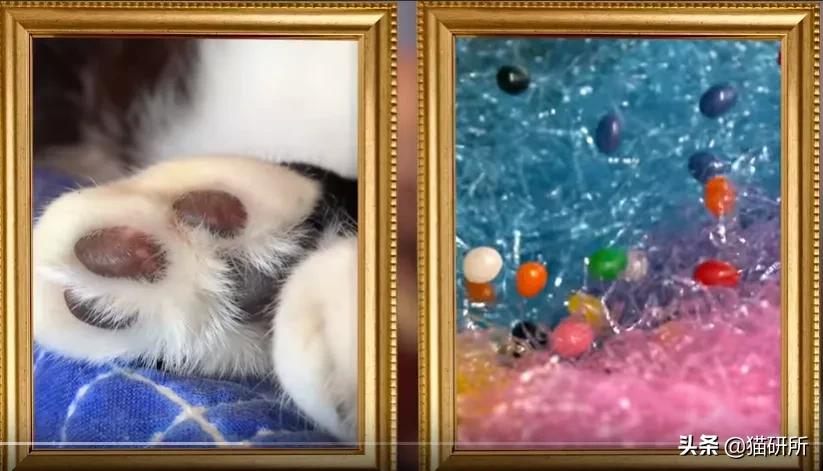 有关猫爪的小知识,关于猫爪的10个有趣的事实