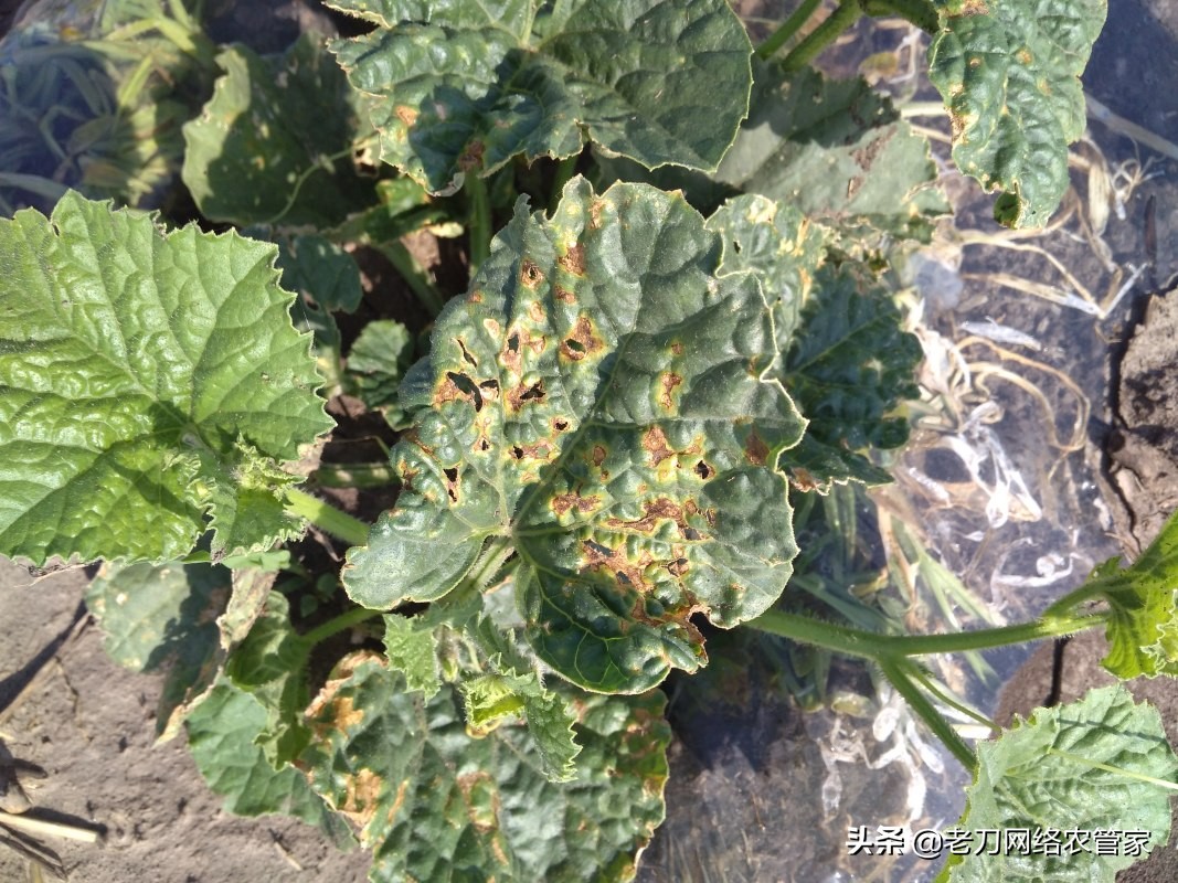 甜瓜黑星病用什么药,甜瓜苗期黑星病症状