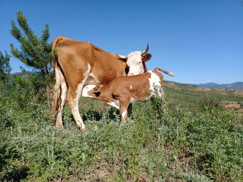 肉牛不上膘有哪些原因,肉牛不反刍是什么原因