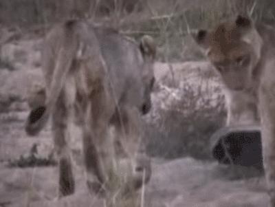 “非洲乱不乱，平头哥说了算”———蜜獾