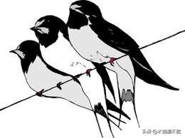 鸟为图腾的民族,商周朝为何以鸟为图腾