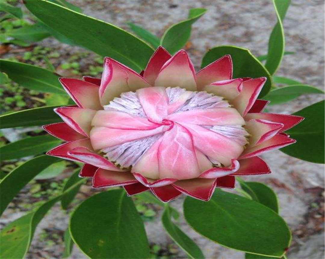 帝王花养殖方法及花语介绍,帝王花的种植方法和注意事项