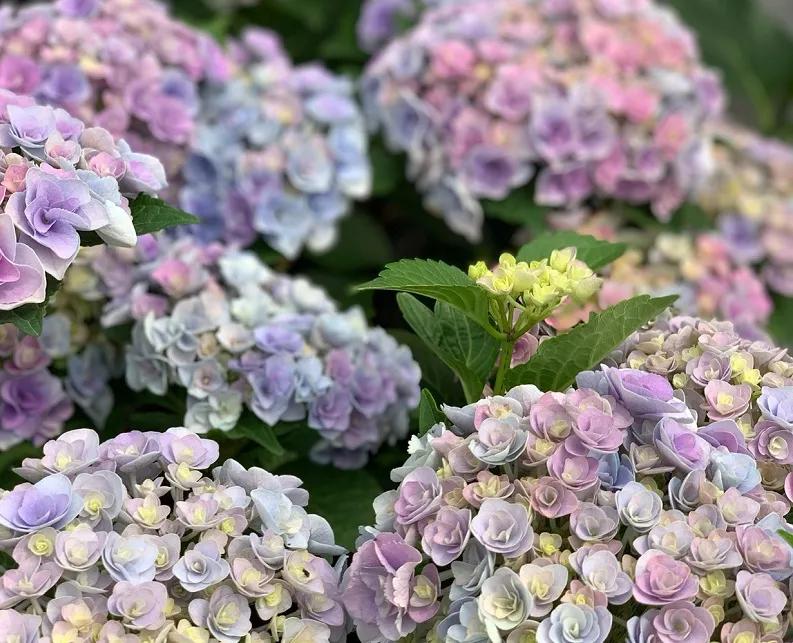 春季绣球叶子发皱怎么回事,夏季绣球老叶子都干枯怎么处理