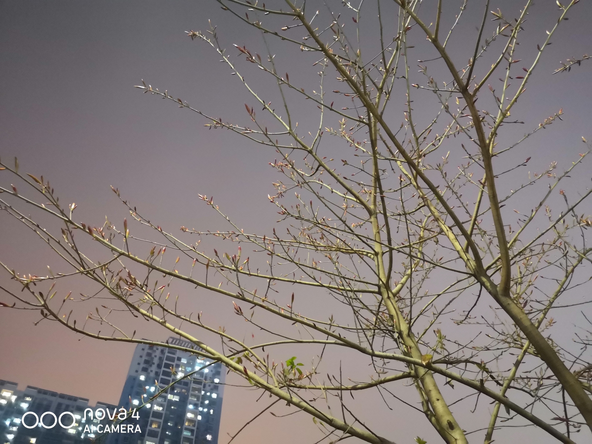 华为nova4最好用的10.0版本,华为nova4有望升级4.0吗