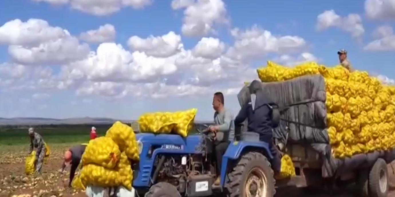 内蒙马铃薯丰收,内蒙古马铃薯丰收