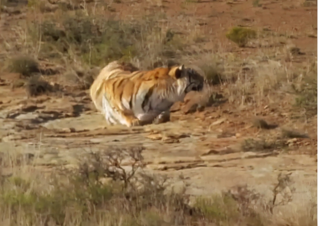科学家把两头老虎运到非洲，这样的入侵，狮子还能保住地位吗？
