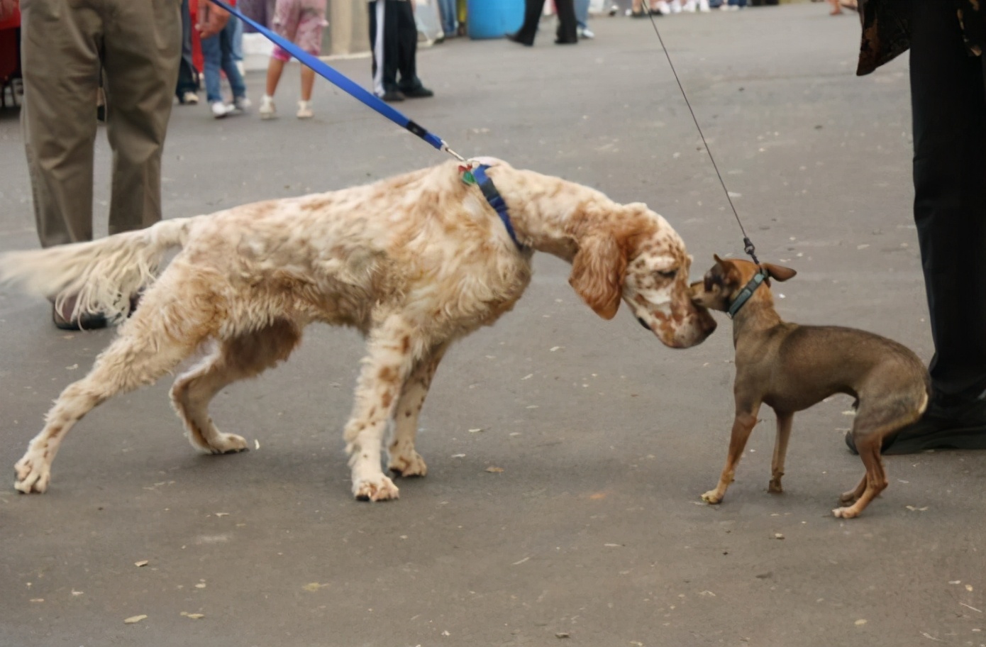 打过疫苗的狗狗抓伤后需要打针吗,被狗爪子抓伤要打疫苗吗
