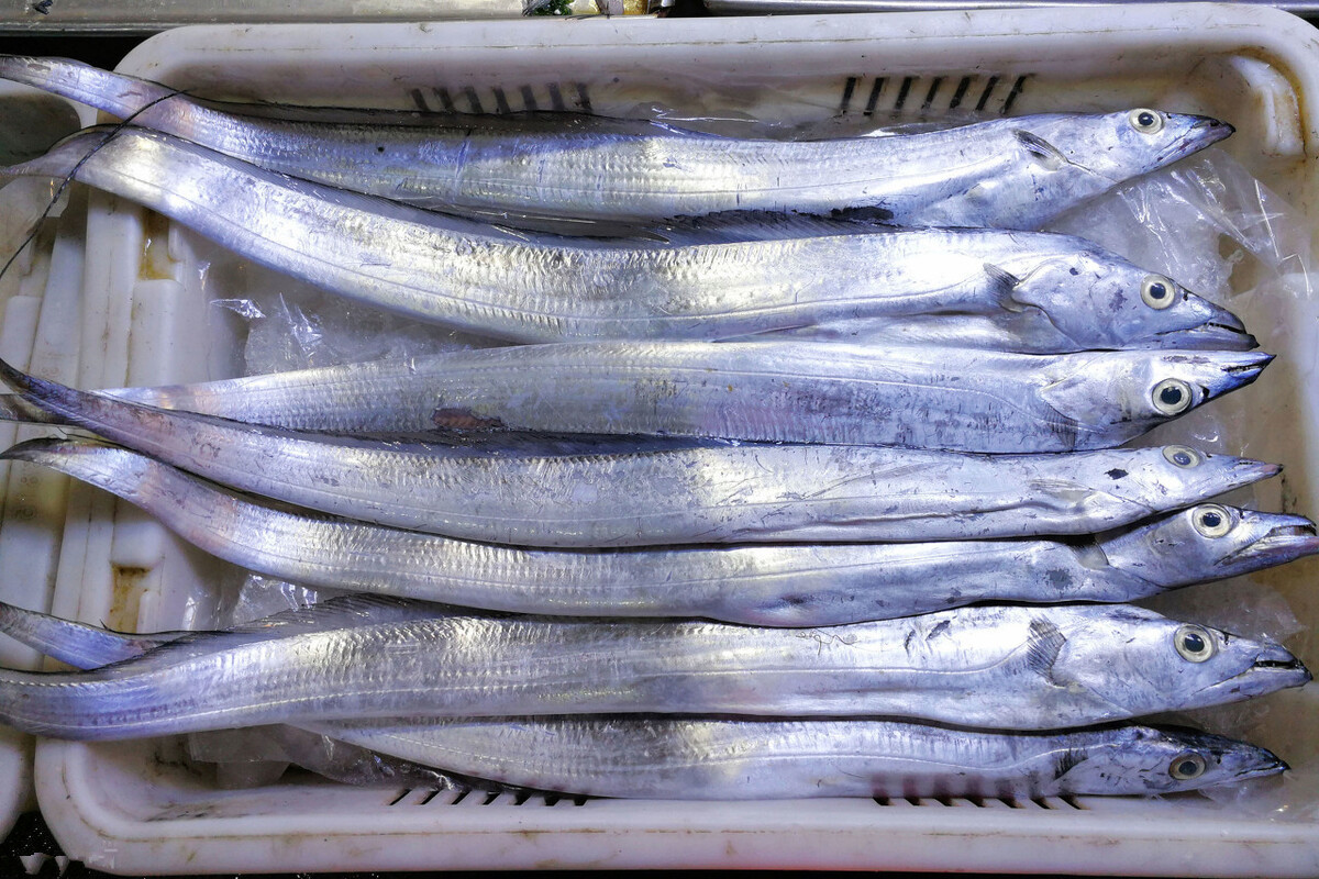 买带鱼时,记住选择“三小一厚”,条条细嫩鲜美,鱼腥味小