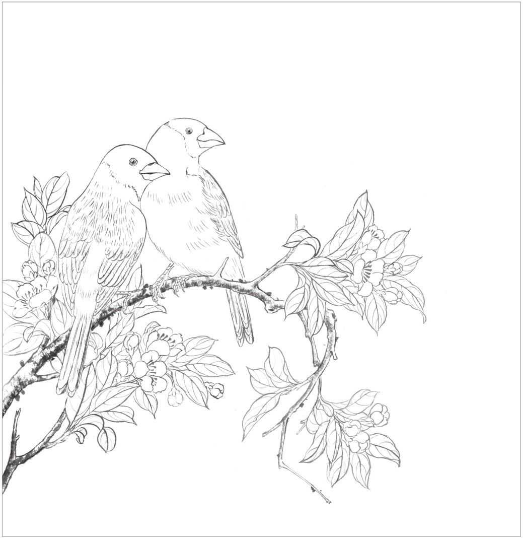 蜡嘴雀工笔画,蜡嘴鸟画画教程