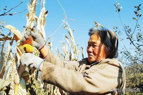 国庆小长假，出去浪不如回老家收庄稼，儿时这5种农活你做过哪些