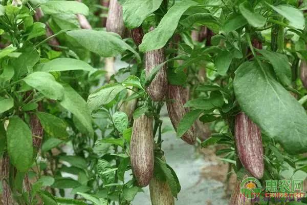 茄子黄萎病是什么,茄子黄萎病怎么治