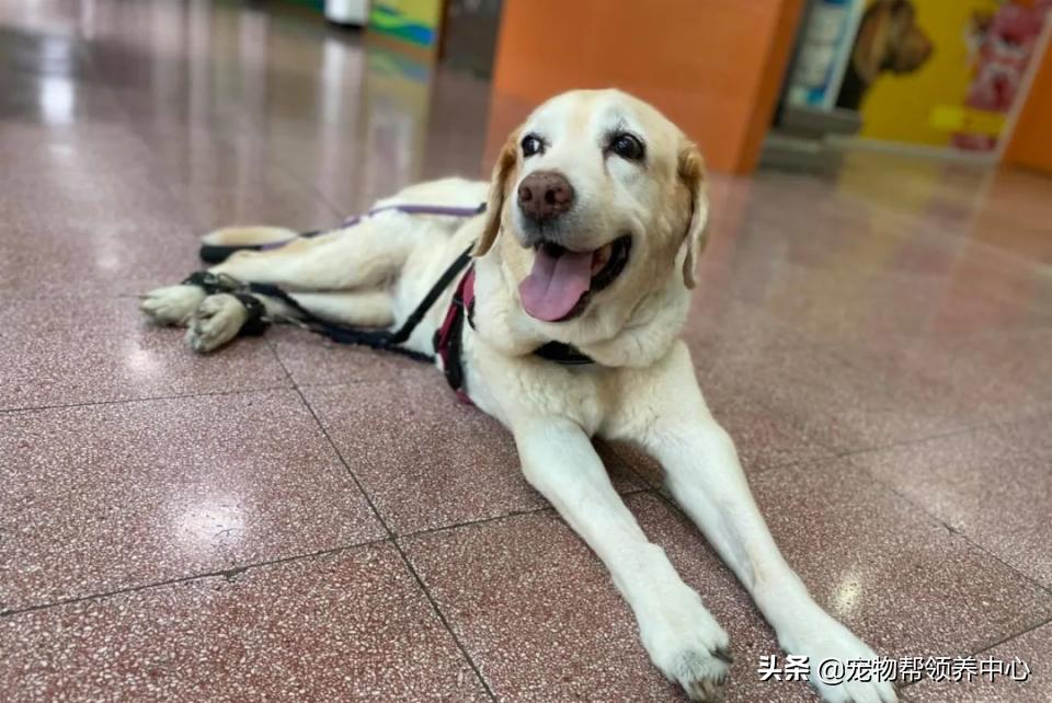 狗狗随地大小便警告语,狗狗随地大小便屡教不改