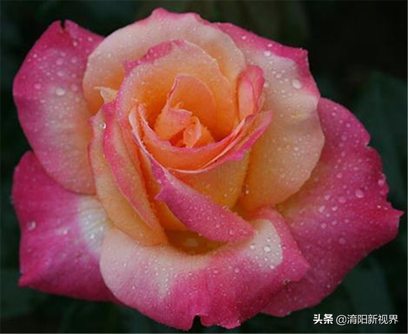 月季创新造型是什么,热门月季品种推荐图片欣赏