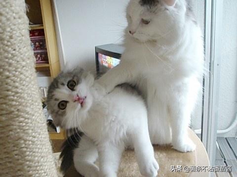 猫尿味怎么彻底去除衣服上的,地板砖上的猫尿味怎么去除