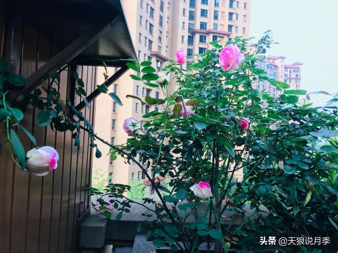 月季花是时候展现真正的技术了 (开春的第一波月季花就这么过去了)