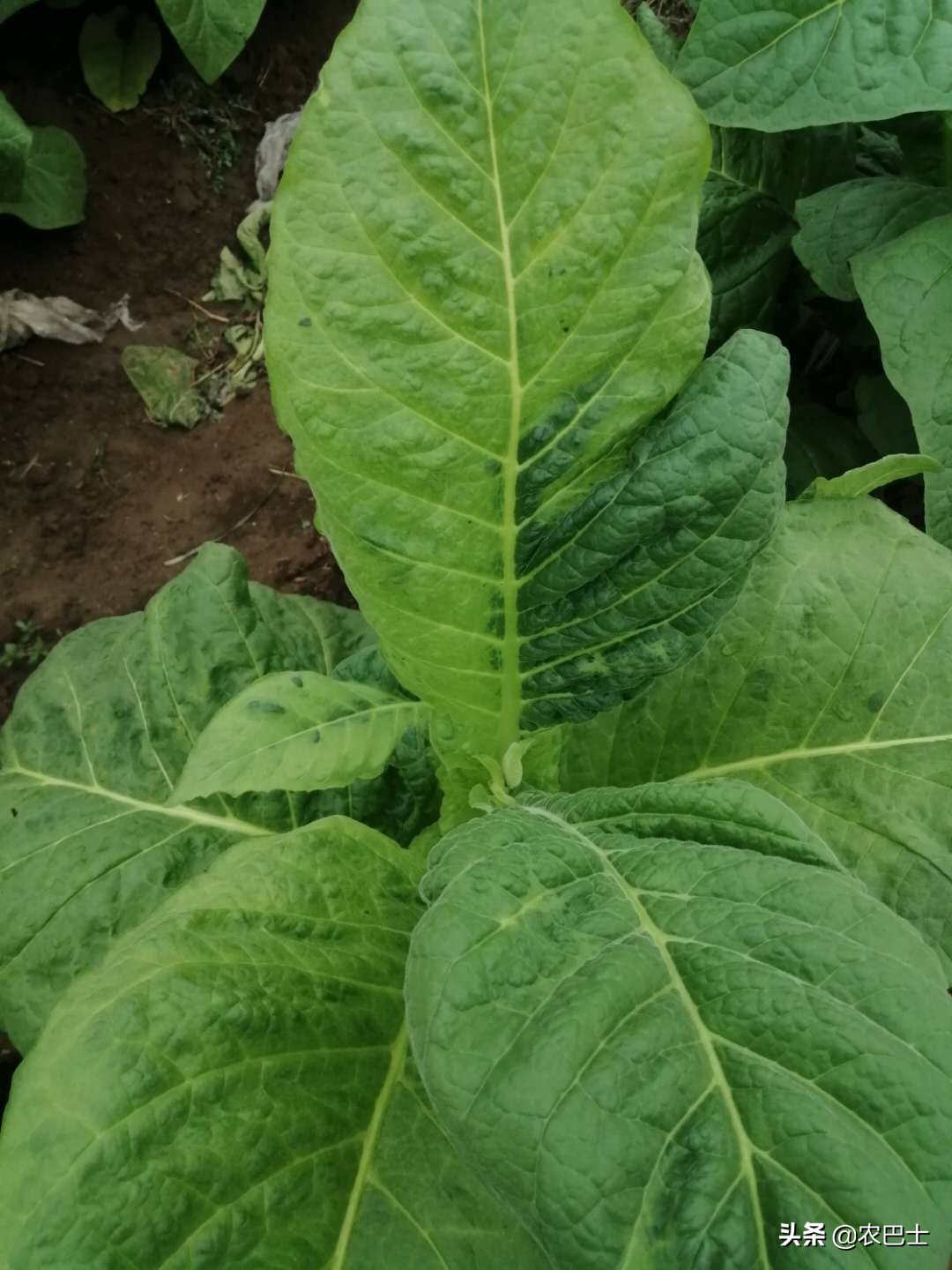 烟叶黑根病怎么办,所有烟叶病图片与治疗方法