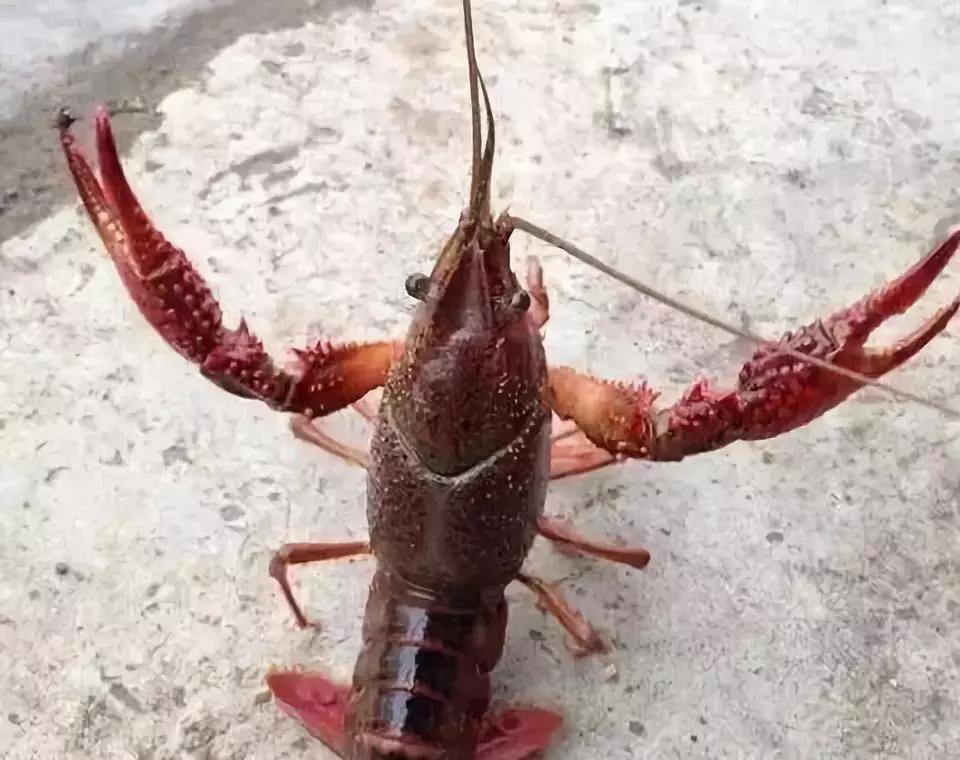 重庆野钓小龙虾哪里最多,重庆小龙虾怎么钓图