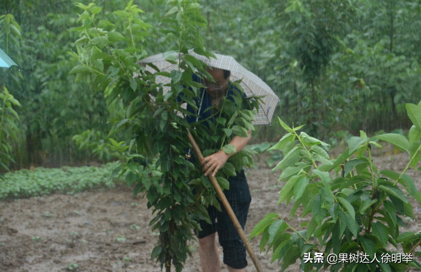夏季雨水多的年份怎么进行管理果树呢