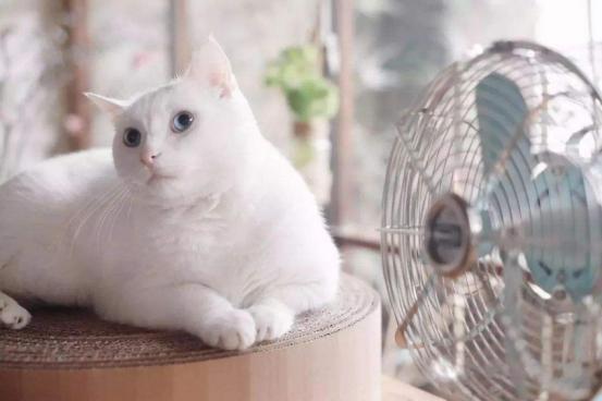 猫咪清凉一夏剃毛视频,夏季猫咪养护方法有哪些