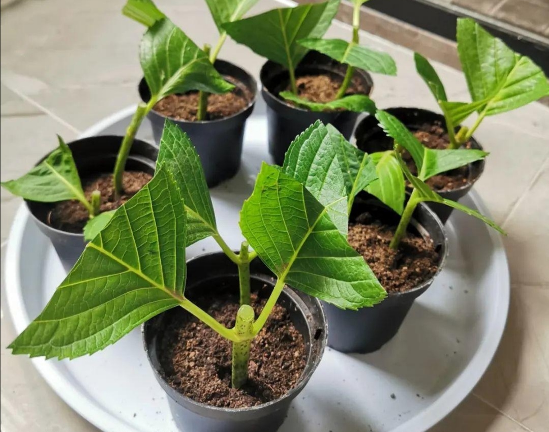 扦插花的快速生根法,哪些花卉可以用扦插的方法插活