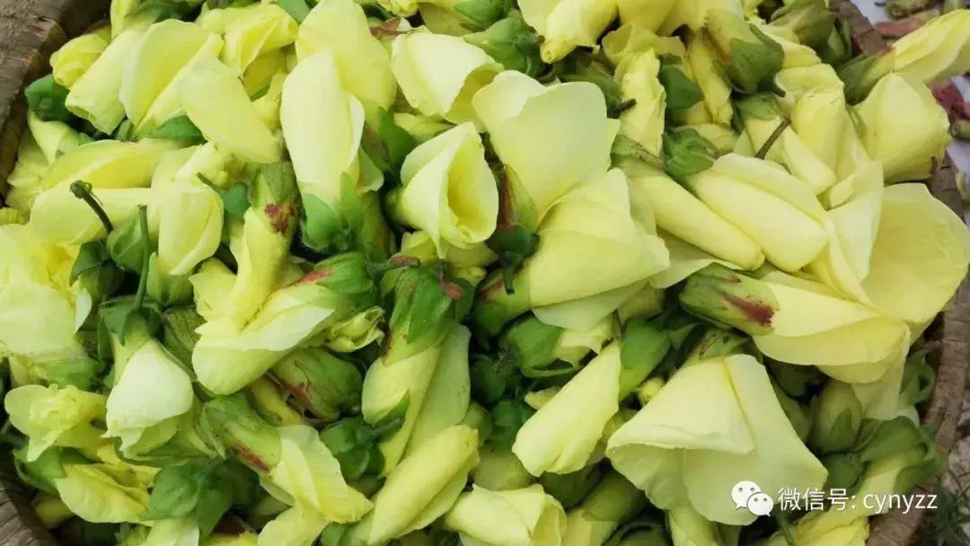 药食同源金花葵,金花葵是药食同源食品吗